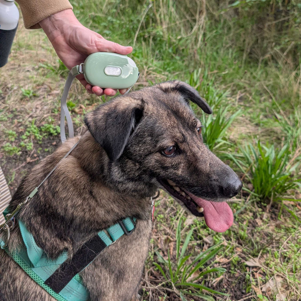 Paw Pet Lead - Pocket Pod - Green - 1.5m